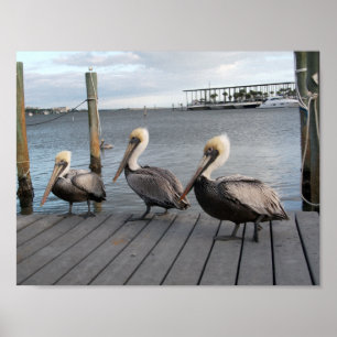 3 Pelikaner i rad Poster