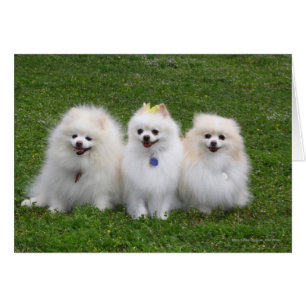 3 Pomeranianer Sitta Hälsningskort