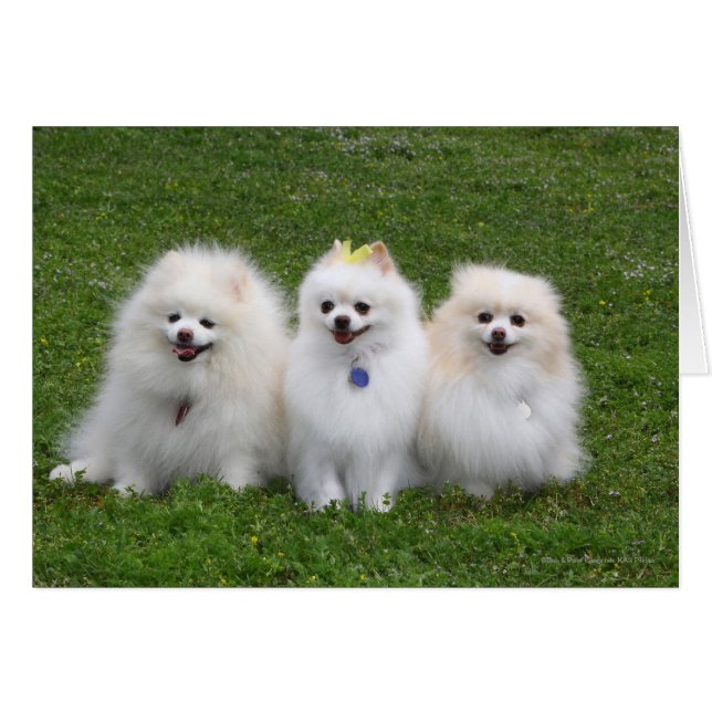 3 Pomeranianer Sitta Hälsningskort (Framsidan Horizontal)