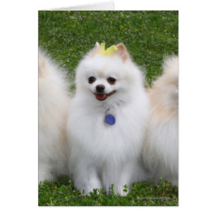 3 Pomeranianer Sitta Hälsningskort