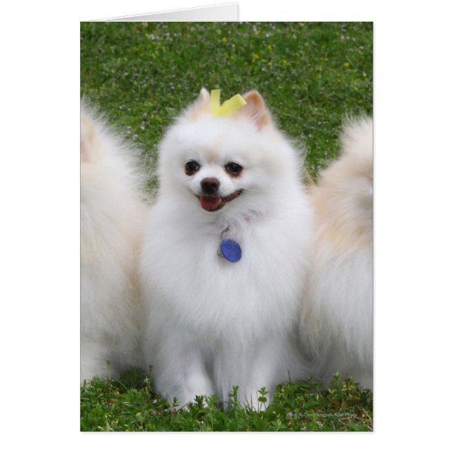 3 Pomeranianer Sitta Hälsningskort (Framsidan)