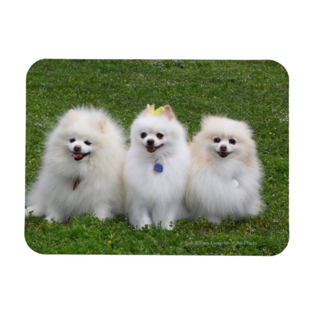 3 Pomeranianer Sitta Magnet (Horisontell)