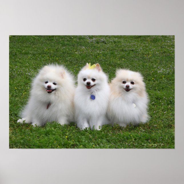3 Pomeranianer Sitta Poster (Framsidan)