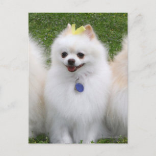 3 Pomeranianer Sitta Vykort
