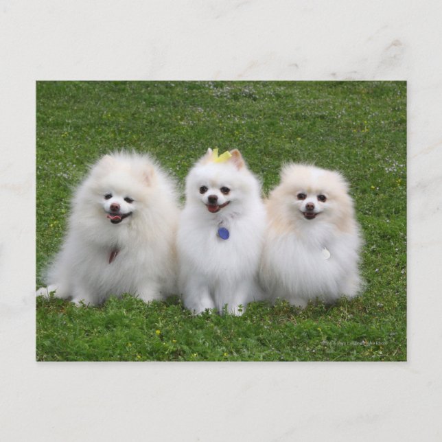 3 Pomeranianer Sitta Vykort (Framsida)