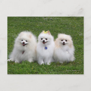 3 Pomeranianer Sitta Vykort