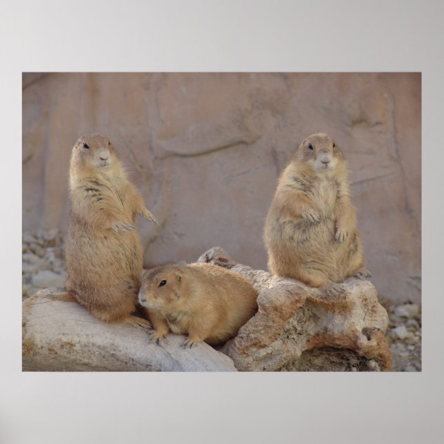 3 Rascals Poster (Framsidan)