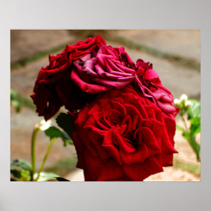 3 Ro i Bloom Poster