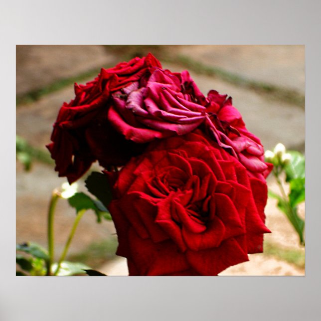 3 Ro i Bloom Poster (Framsidan)