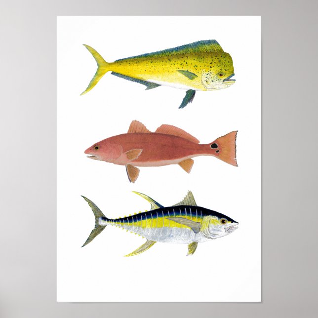 3 Saltwater Gamefish Poster (Framsidan)