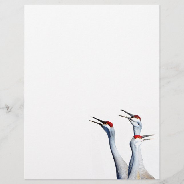 3 Sandhill Cranes Photo Letterhead Papper (Framsida)