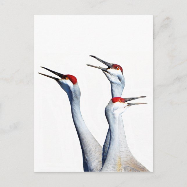 3 Sandhill Cranes Photo Stationery-vykort Vykort (Framsida)