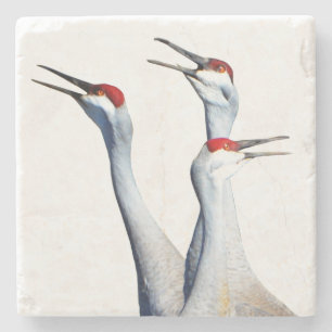 3 Sandhill Cranes Photo Stone Underlägg