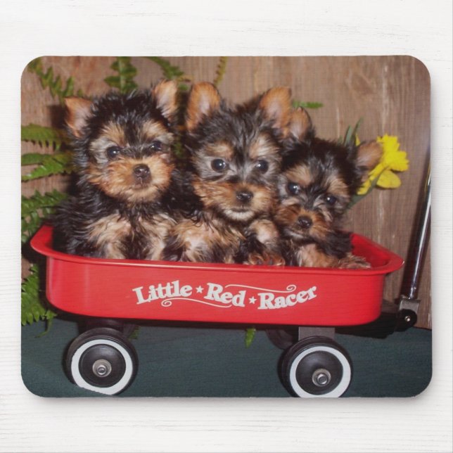 3 silkeslena Terriervalpar Musmatta (Framsidan)