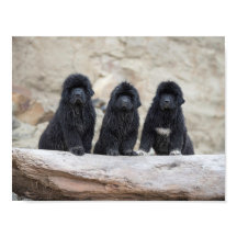 3 små newfies affisch