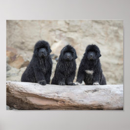 3 små newfies affisch