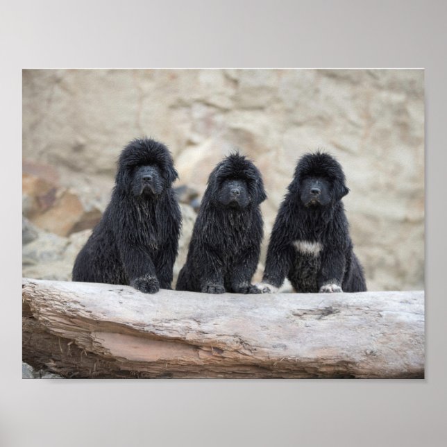 3 små newfies affisch (Framsidan)