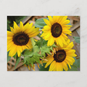 3 Solblommor Vykort