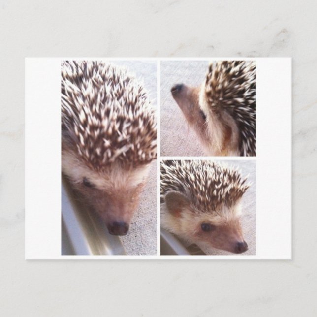 3 stängningar, Spike Vykort (Framsida)