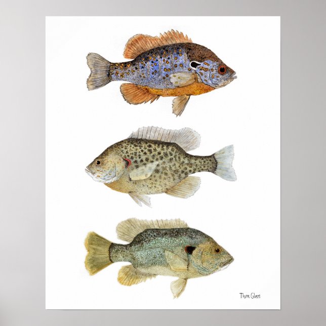 3 Sunfish Poster (Framsidan)