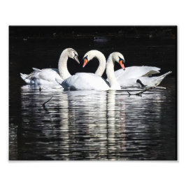 3 Svanar och eftertanke Fototryck