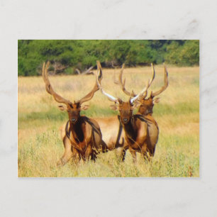 3 tjurar (Elk) Vykort