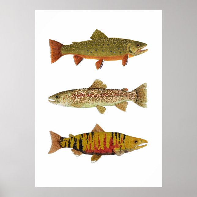 3 Trut & Salmon Art Poster (Framsidan)