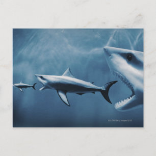 3 Underbara vita hajar (Carcharodon carcharias) Vykort
