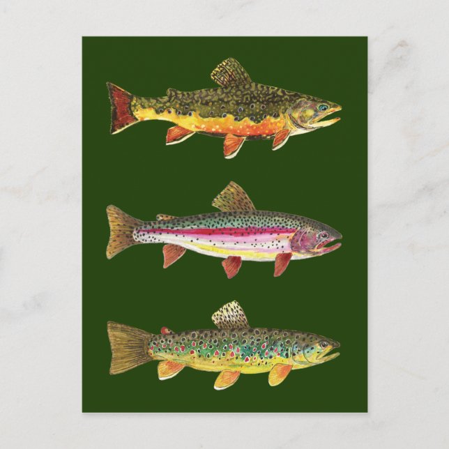 3 Vacker trout - Brook, Rainbow, Brown Vykort (Framsida)