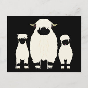 3 Valais Blendorse Sheep i rad Vykort
