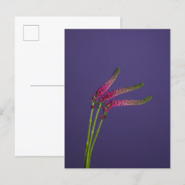 3 Veronica Flowers-vykort Vykort