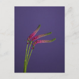 3 Veronica Flowers-vykort Vykort