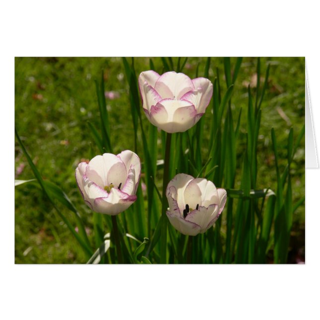 3 Vit-Rosa-tulpankort Hälsningskort (Framsidan Horizontal)