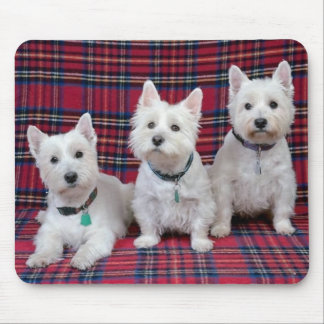 3 Westies Musmatta