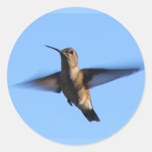 3aJ Hummingbird som flyger i Blå himmel Runt Klistermärke
