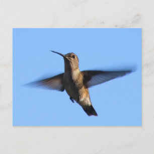 3aJ Hummingbird som flyger i Blå himmel Vykort