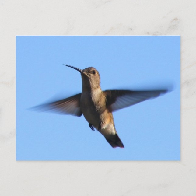 3aJ Hummingbird som flyger i Blå himmel Vykort (Framsida)