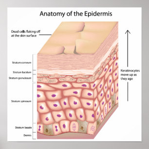3d anatomi Poster epidermis