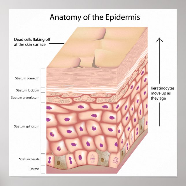 3d anatomi Poster epidermis (Framsidan)