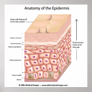 3d anatomi Poster epidermis