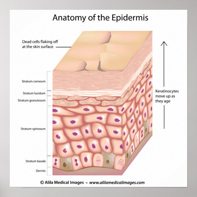 3d anatomi Poster epidermis (Framsidan)