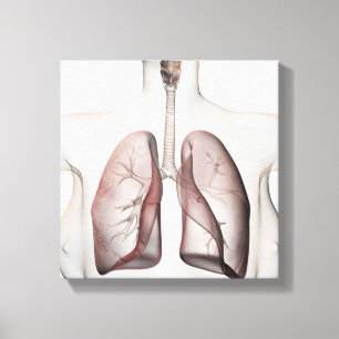 3D beskådar av det kvinnliga respiratoriska Canvastryck