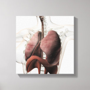 3D beskådar av det kvinnliga respiratoriska Canvastryck