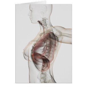 3D beskådar av det kvinnliga respiratoriska Hälsningskort