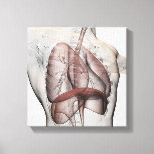 3D beskådar av det Male respiratoriska systemet Canvastryck