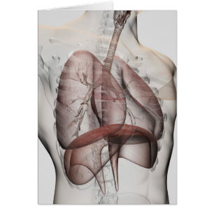 3D beskådar av det Male respiratoriska systemet Hälsningskort