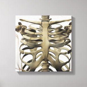 3D beskådar av kvinnlig sternum- och stödbur Canvastryck