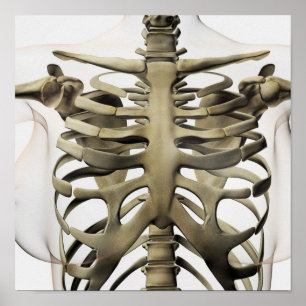 3D beskådar av kvinnlig sternum- och stödbur Poster