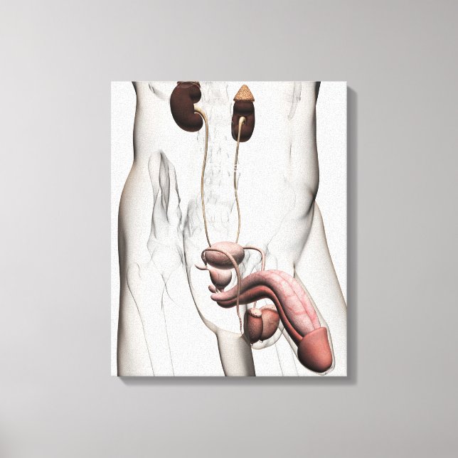 3d Illustration av manligt reproduktionssystem 1 Canvastryck (Framsida)