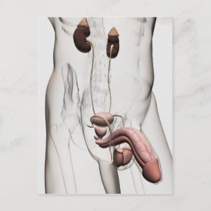 3d Illustration av manligt reproduktionssystem 1 Vykort